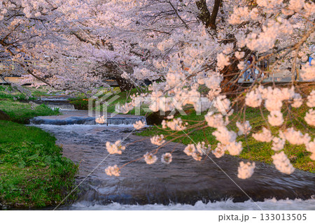 観音寺川の桜　春の風景 133013505
