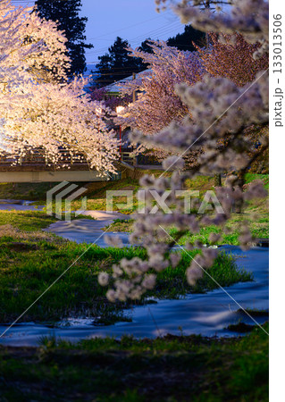 観音寺川の桜　春の風景 133013506