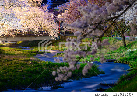 観音寺川の桜　春の風景 133013507