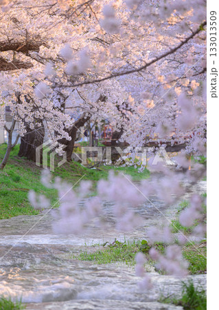 観音寺川の桜 春の風景 観音寺川の桜 春の風景 133013509