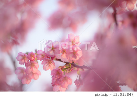 春の日差しを浴びて輝く河津桜 春の風景 春の日差しを浴びて輝く河津桜 春の風景 133013847