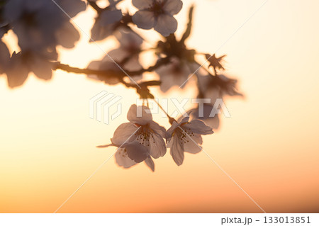 夕日に染まる桜　春の風景 133013851