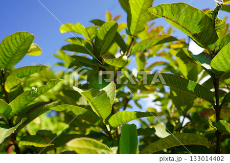 Guava Leaves Against Blue Sky Guava Leaves Against Blue Sky 133014402