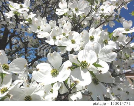 ハナミズキ 133014772