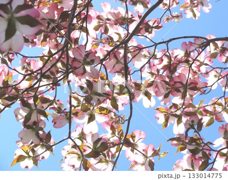 ハナミズキ 133014775