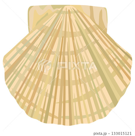 帆立のイラスト ベクター素材 帆立のイラスト ベクター素材 133015121