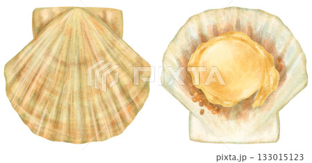 帆立のイラスト 殻開閉 帆立のイラスト 殻開閉 133015123