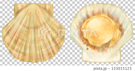 扇貝插圖，貝殼的開合 133015123