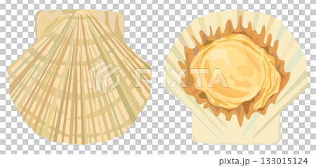 扇貝開合插圖向量圖 133015124