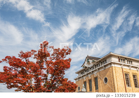 きれいに紅葉したモミジと京都市美術館 京都市 きれいに紅葉したモミジと京都市美術館 京都市 133015239
