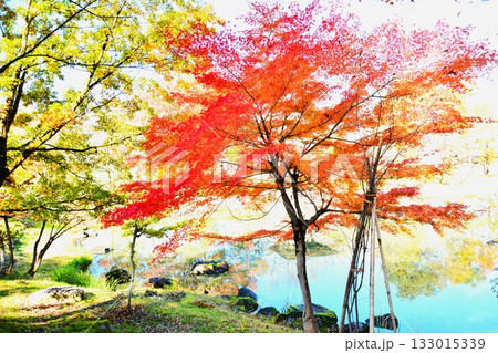 紅葉の新潟県十日町市大井田の郷公園風景 紅葉の新潟県十日町市大井田の郷公園風景 133015339