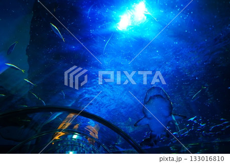 登別マリンパークニクス　アクアトンネル 133016810