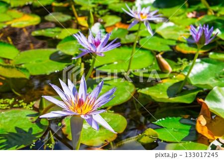 Enchanting Water Lilies A Serene Pond Scene with Blooming Flowers and Lush Pads Enchanting Water Lilies A Serene Pond Scene with Blooming Flowers and Lush Pads 133017245