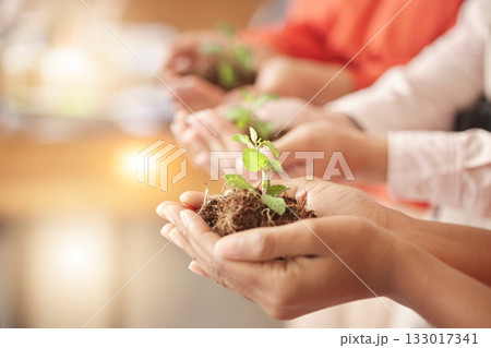 Teamwork, soil or hands with plant for sustainability, agriculture environment or natural growth top view. Future goals, group accountability or people with dirt helping green leaves development Teamwork, soil or hands with plant for sustainability, agriculture environment or natural growth top view. Future goals, group accountability or people with dirt helping green leaves development 133017341