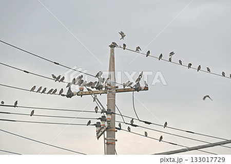 電線に集まるたくさんのムクドリ 133017729