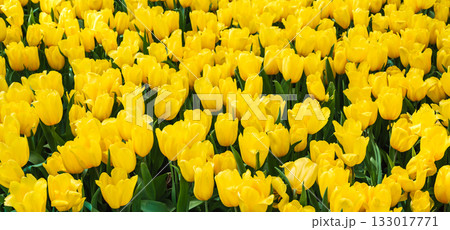 Red tulip flowers blooming on the field in spring. Beautiful floral background 133017771