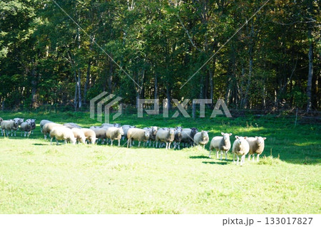 のどかに草を食む羊 133017827