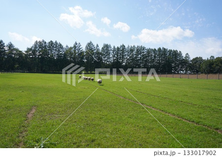 羊の行進 133017902