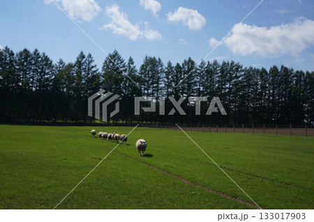 羊の行進 133017903