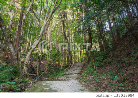 京都東山の山林風景　京都一周トレイル　京都市 133018984