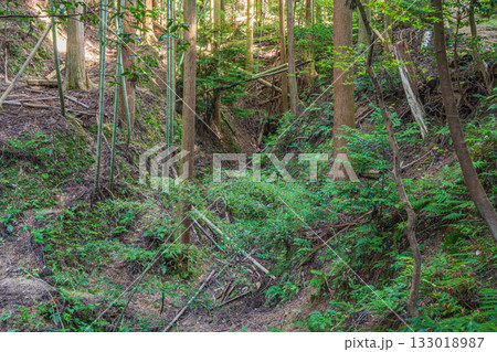 京都東山の山林風景　京都市 133018987