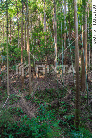 京都東山の山林風景　京都市 133018993