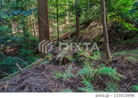 京都東山の山林風景　京都市 133018996