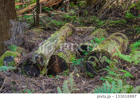 京都東山の山林風景　京都市 133018997