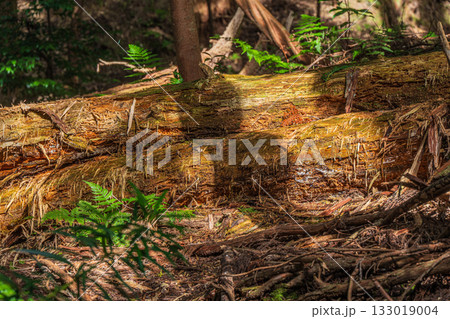 京都東山の山林風景　山中に横たわる朽ち木　京都市 133019004