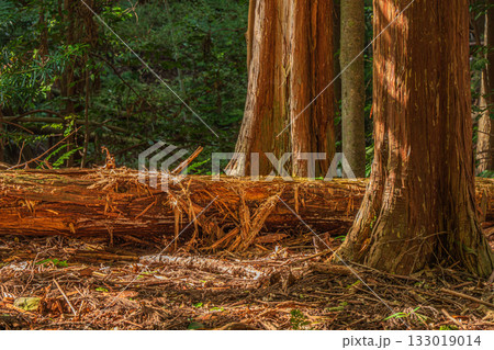 京都東山の山林風景　山中に横たわる朽ち木　京都市 133019014