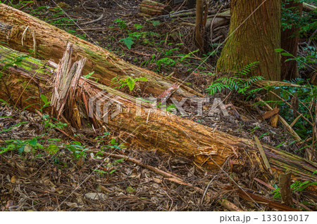 京都東山の山林風景 山中に横たわる朽ち木 京都市 京都東山の山林風景 山中に横たわる朽ち木 京都市 133019017