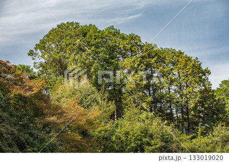 京都東山の山林風景　京都市 133019020