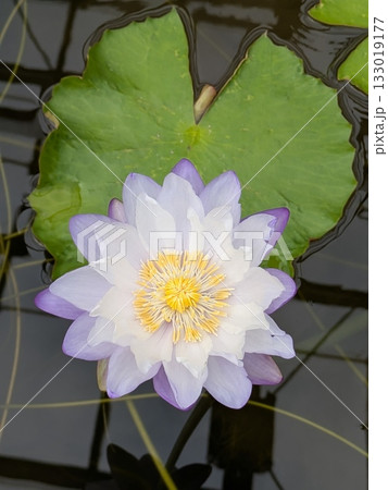水面に浮かぶ睡蓮の花 水面に浮かぶ睡蓮の花 133019177