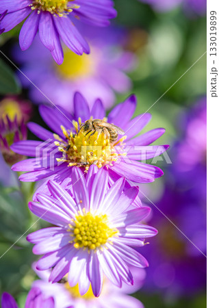 紫色の花とミツバチ 133019899