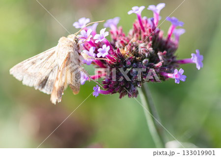 バーベナの花の蜜を吸うオオタバコガ バーベナの花の蜜を吸うオオタバコガ 133019901