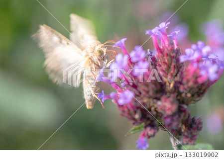 ピンク色の花にとまる瞬間のオオタバコガ ピンク色の花にとまる瞬間のオオタバコガ 133019902
