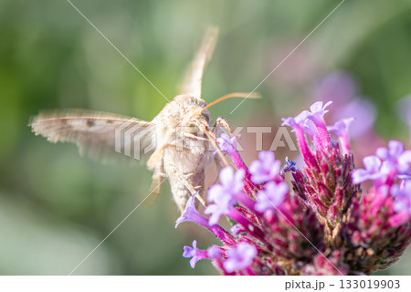 ピンク色のバーベナの花の蜜を羽ばたきながら吸うオオタバコの正面 133019903