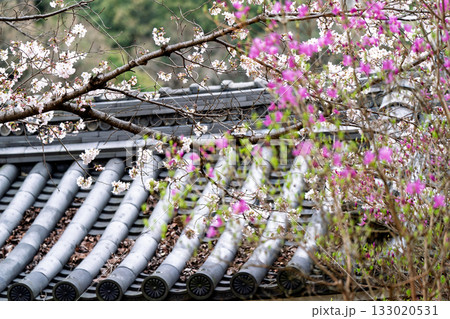 ミツバツツジが咲き乱れ山がピンク色に染まった春色の木津川市神童寺境内を撮影 133020531