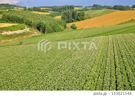 じゃがいも畑の大地 じゃがいも畑の大地 133021548