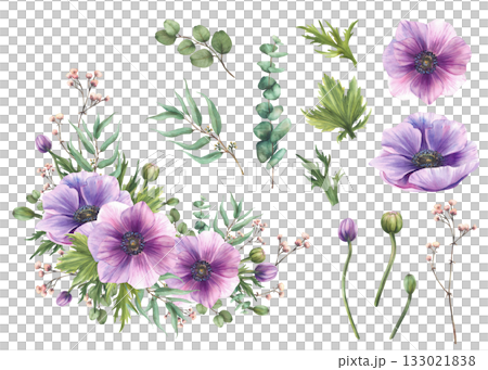Purple Anemones flowers with pink Gypsophila buds twig and eucalyptus green branches. Watercolor painted floral element set. for greeting card, invitation design. Isolated from background illustration 133021838
