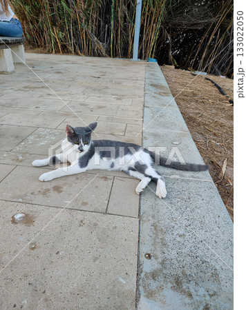 A Playful Gray and White Cat Enjoying a Relaxing Time Outdoors Under the Sunlight A Playful Gray and White Cat Enjoying a Relaxing Time Outdoors Under the Sunlight 133022050