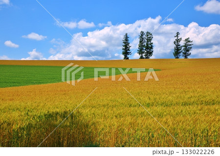 色づく大地 色づく大地 133022226