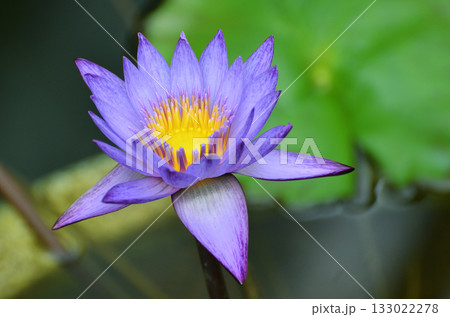 水面に浮かぶ青い睡蓮の花 133022278