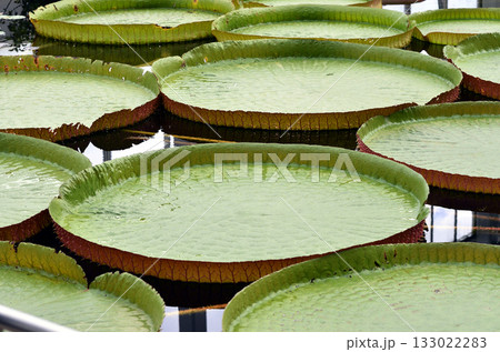 水の中の大きな葉 133022283