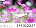 ピンク色のコスモスが咲いています 133022287