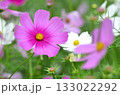 コスモスの花のある風景 133022292