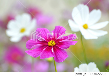 ピンク色のコスモスをクローズアップした風景 ピンク色のコスモスをクローズアップした風景 133022296