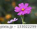 コスモス 133022299