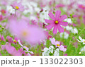 コスモス畑に咲くピンク色のコスモス 133022303