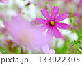 ピンク色のコスモスの花が咲いています 133022305